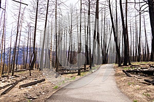 Hike in burnt black woods through the aftermaths of wildfire