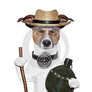 Hike compass hat dog