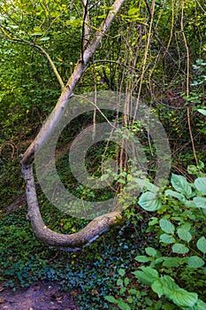 Hike through the forest near Flonheim Germany