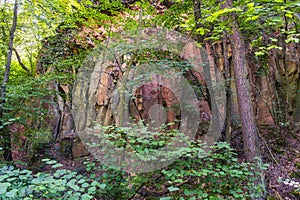 Hike through the forest near Flonheim Germany