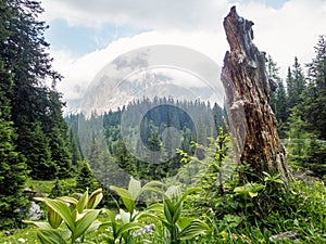 Hike near Ehrwald at the Tiroler Zugspitz Arena