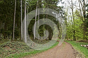 Hike path through a forest in spring, young green foliage