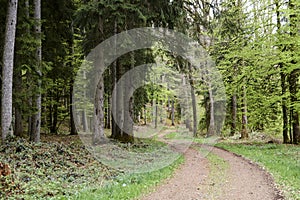 Hike path through a forest in spring, young green foliage