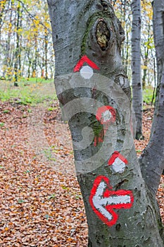 Hike path symbol painted on tree bark