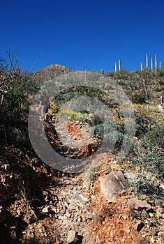 Hike in Saguaro National Park