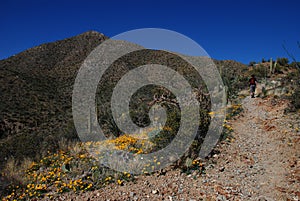 Hike in Saguaro National Park