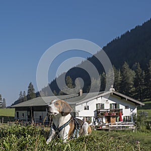 Hike to the  Niederhofer Alm