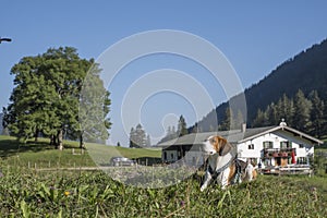 Hike to the  Niederhofer Alm