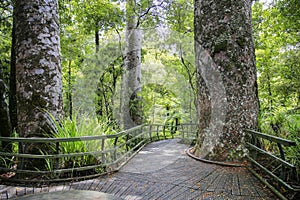 Hike trail through tall New Zealand trees forest