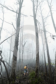 Hiker with backpack climbs through the destroyed forest on volcano after an ash eruption. Dead jungle with bare tree trunks and