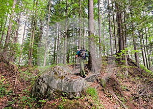 Hiker with backpack walks on the forest path.