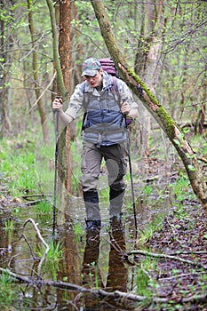 hiker in the boggy forest walking with poles