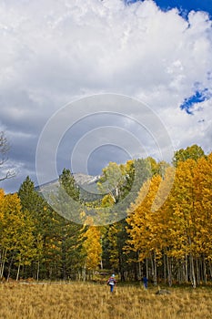 A hiker crosses a field. Snowbowl area with a pine forest and aspens changing color. Flagstaff, Arizona.