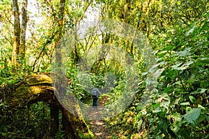 A hiker on a dirt road in the Montane Forest ecological zone in Lake Ngosi Crater Lake, Tanzania