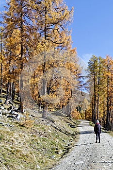 Hiker on dirt road in mountain forest