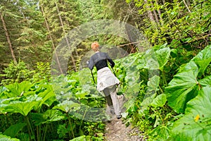 Hiker in a forest