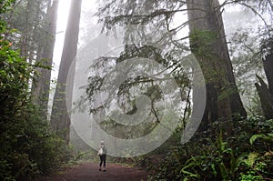 Hiker Among Giant Redwood Trees