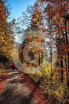 Hiker girl with trekking poles on asphalt road in autumn forest