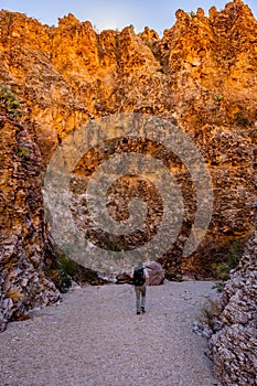 Hiker Heading Down A Dry Wash In Big Bend