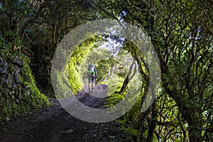 Hiker with a large backpack is walking beneath a leafy canopy