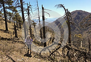 A Hiker Makes Her Way Through Forest Fire Devastation