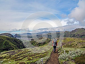 Hiker man alone into the wild admiring volcanic landscape of green Icelandic valley. Laugavegur hiking trail, summer vacations