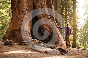 Hiker man in Sequoia National Park. Traveler male looking at the giant sequoia tree, California, USA