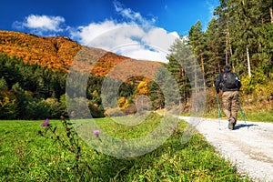 Hiker man walking on forest path between colorful autumn trees