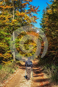 Hiker man walking on forest path between colorful autumn trees