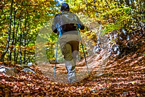Hiker man walking on forest path between colorful autumn trees