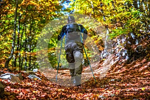 Hiker man walking on forest path between colorful autumn trees