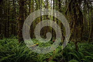 HIker In Orange Coat Traverses Thick Fern Forest