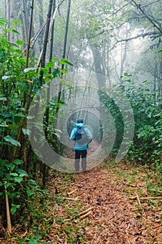 A hiker in rain clothes in the Montane Forest ecological zone of Mount Rungwe in Mbeya Region, Tanzania