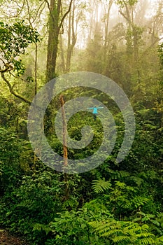 A hiker in rain clothes in the Montane Forest ecological zone of Mount Rungwe in Mbeya Region, Tanzania