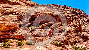 Hiker on the Red Sandstone Cliffs of the Calico Trail in Red Rock Canyon National Conservation Area, NV. USA