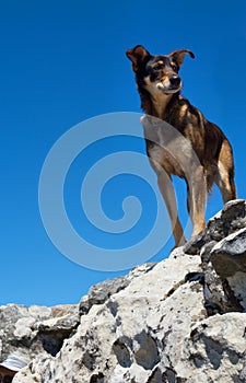 Hiker's dog on summit