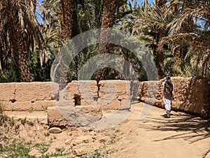 A hiker in a scenic agriculture landscape in the beautiful Draa valley, palm groves surrounding the hiking path