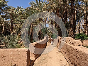 A hiker in a scenic agriculture landscape in the beautiful Draa valley, palm groves surrounding the hiking path