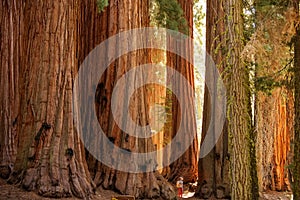 Hiker in Sequoia national park in California, USA photo