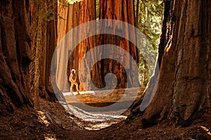 Hiker in Sequoia national park in California, USA