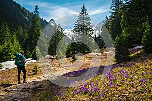 Hiker on the trail and crocus flowers on the glade