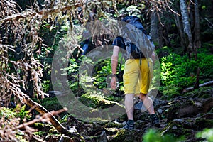 Hiker on a trail in a wood