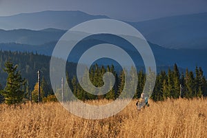 Hiker is walking along the trail through tall grass in the mountains. View on the wooded hills and hazy peaks in the distance.