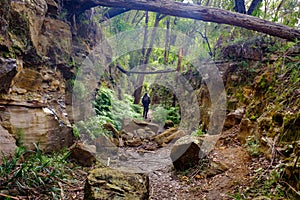 Hiker walking through cutting on the disused tramway on Box Vale walking track Mittagong NSW Australia