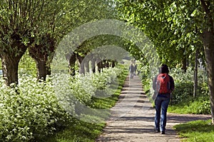 Hiker walking between floral splendor, Netherlands