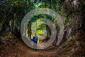 Hiker walks through the forest