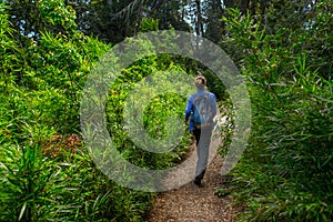 Hiker walks through the forest