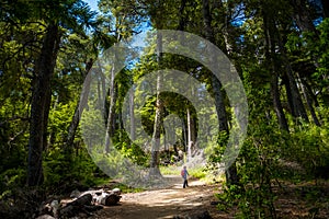 Hiker walks through the forest