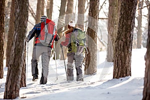 Hikers with backpacks in forest