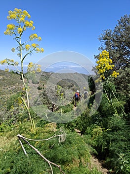 Hikers on a path in the mountains of Gran Canaria with plant of giant fennel